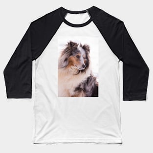 Shetland Sheepdog Portrait Baseball T-Shirt